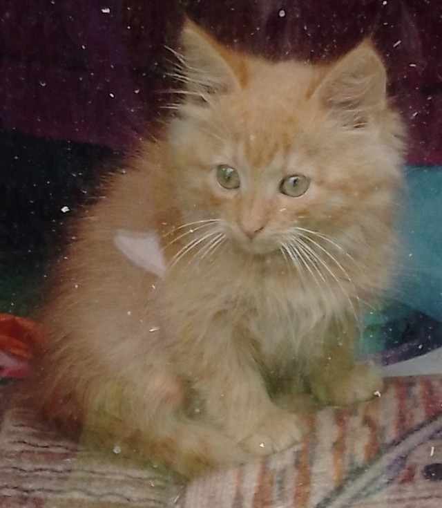 Нашелся таки хозяин (точнее хозяйка)