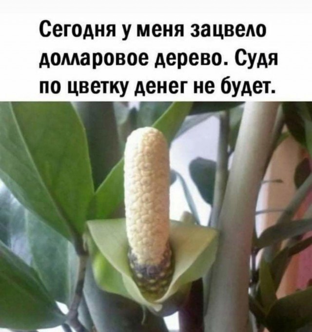 Маленькая пятница 4.02