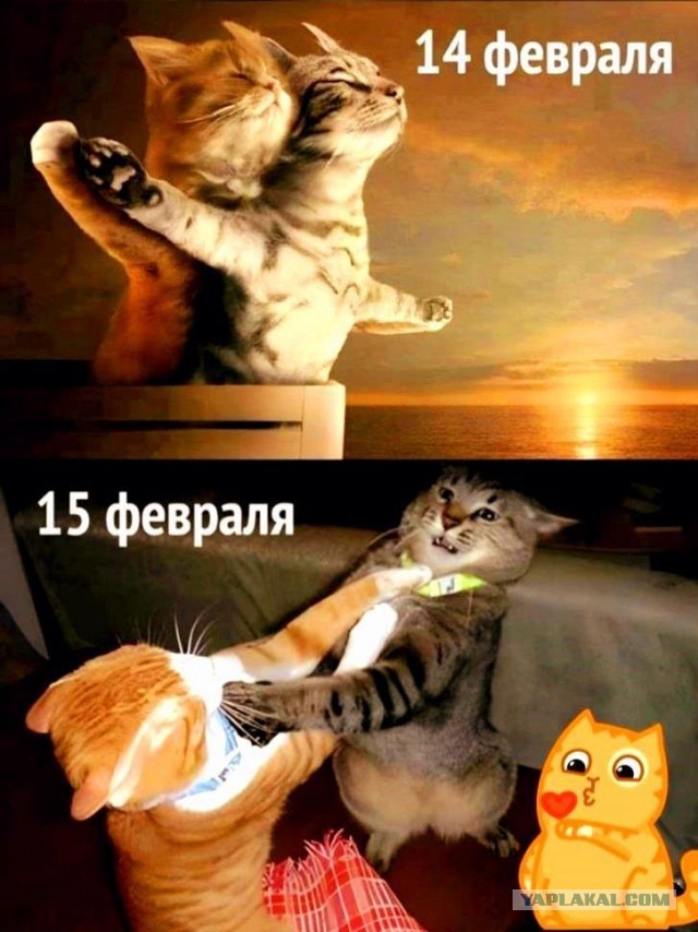 Парни, внимание: сегодня активизировались мошенницы, которые делают рассылку в честь 14 февраля
