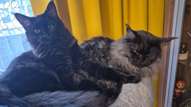 Котовторник сегодня