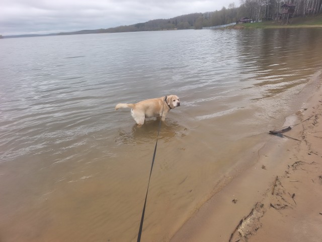Собакочетверг же, но кошку из фото не выкинешь