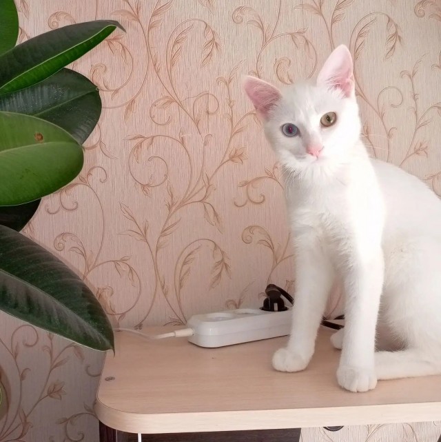 Мой медитативный тестроген