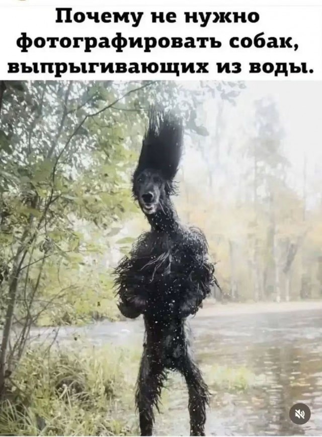 Картинки для деградации 266 (разной степени свежести)