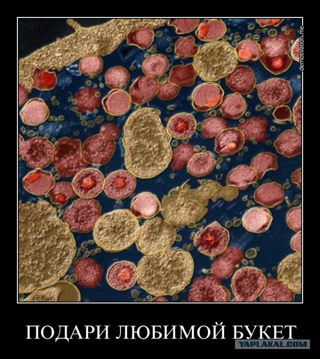 Седня приютил бактерию