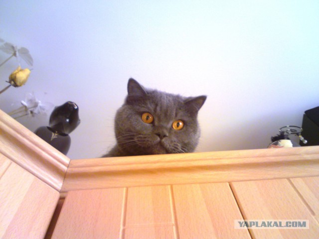 Котовторник 22.10.2013