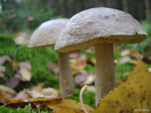 Мир грибов