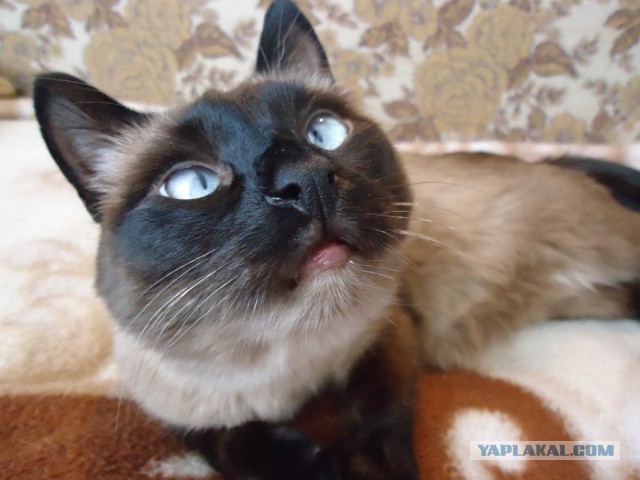 Котовторник 18.03.2014