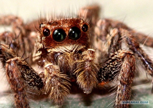 Почему мы боимся пауков?