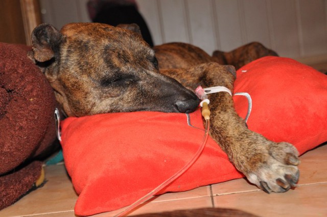 История спасения собаки