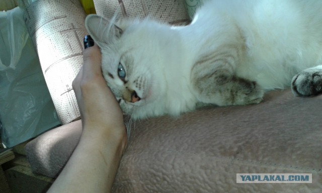 Котовторник 26.08.14.