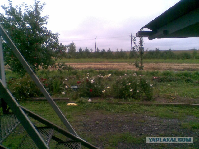 Мои грибочки...