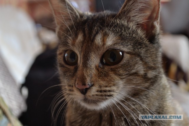 Котовторник 28.10.2014