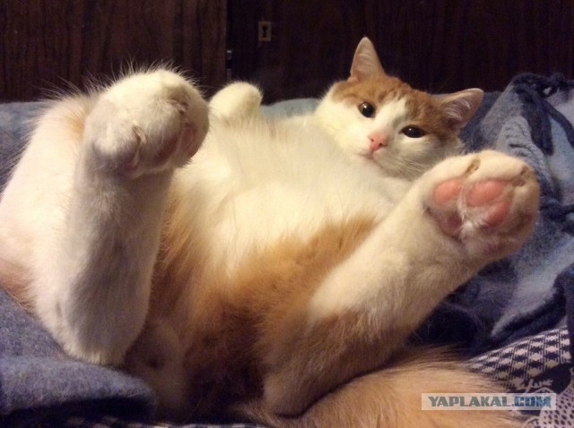 Котовторник 25.11.2014
