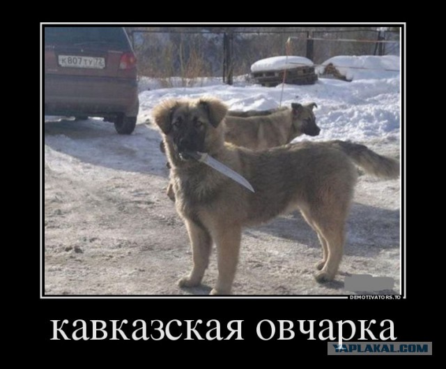 Веселые картинки