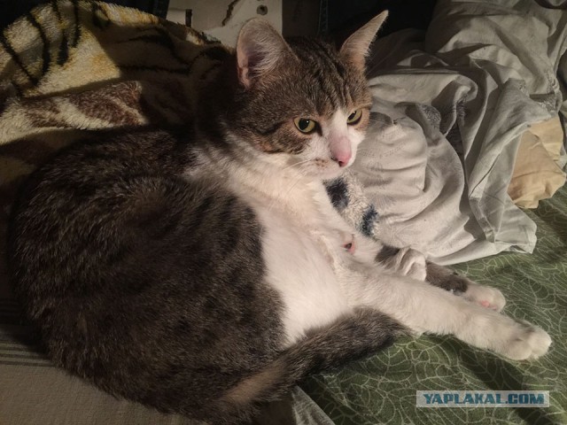 Моим котам