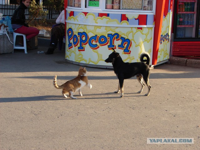 Уличные севастопольские коты