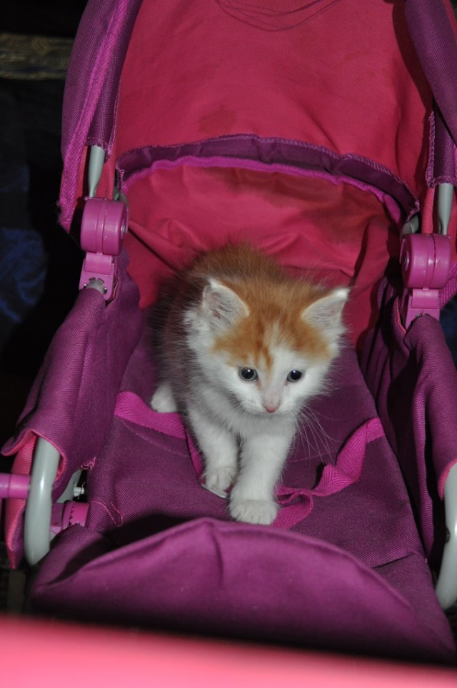 Котовторник