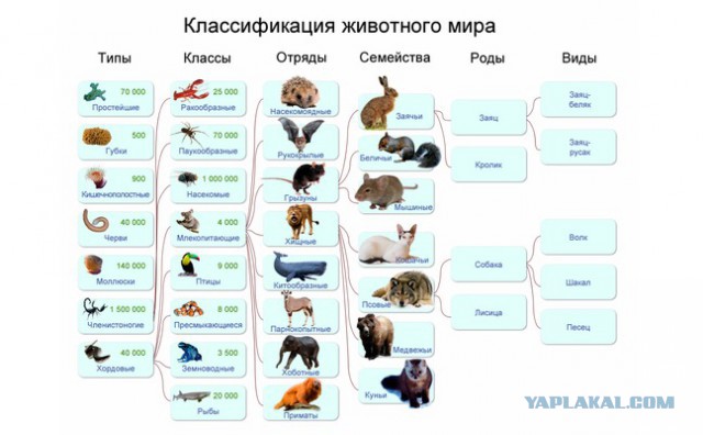 Удивительные  способности животных