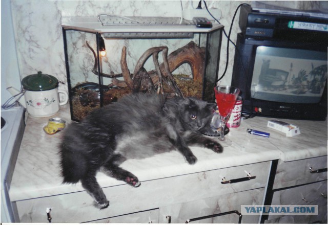 Плачут ли кошки?