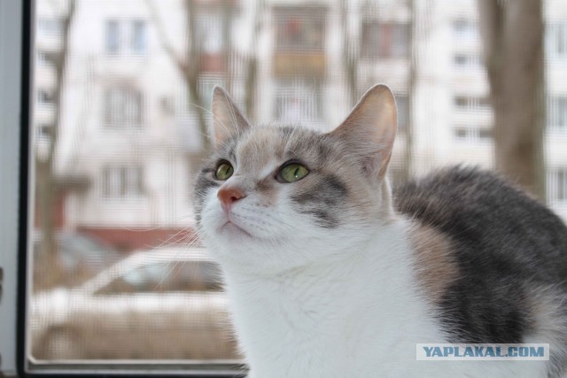 Котовторник 14.07.2015