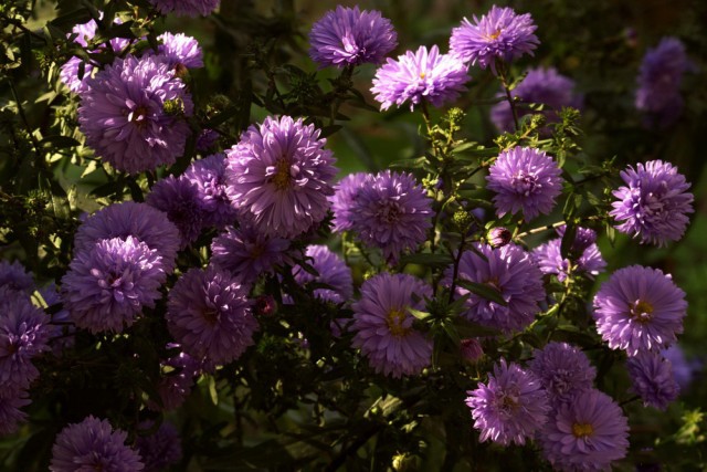 Золотая осень