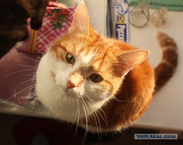 Котовторник 04.08.2015