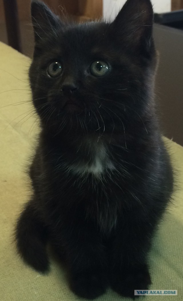 Котовторник