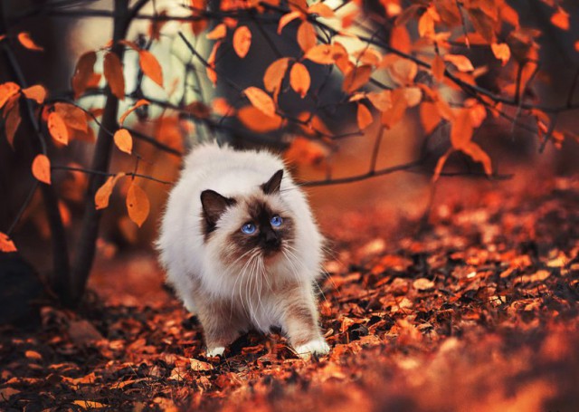 Котовторник 29-09-2015,