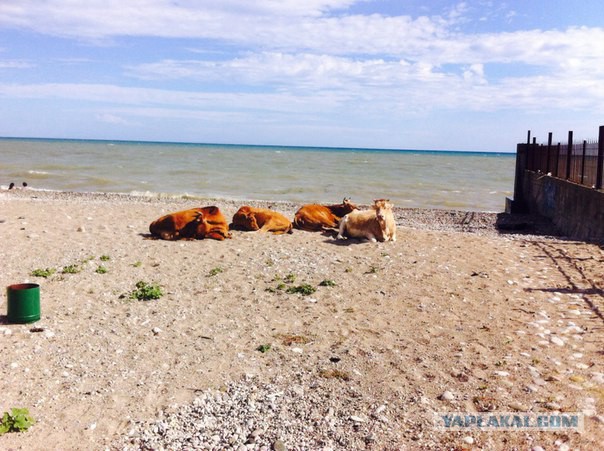 На пляже без купальников