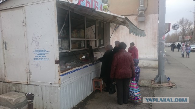 Котовторник 17.11.2015