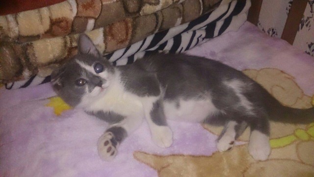 Что сделала любовь и забота с бездомным котенком