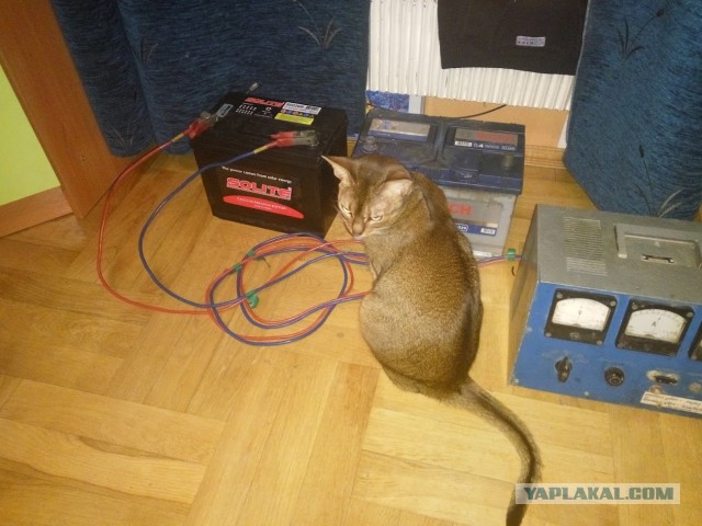 Котовторник 02.02.2016