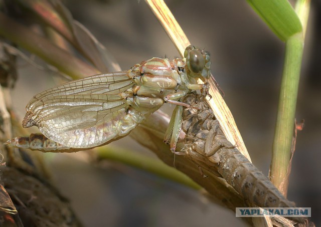 Скоро во всех гнёздах страны!... и не только