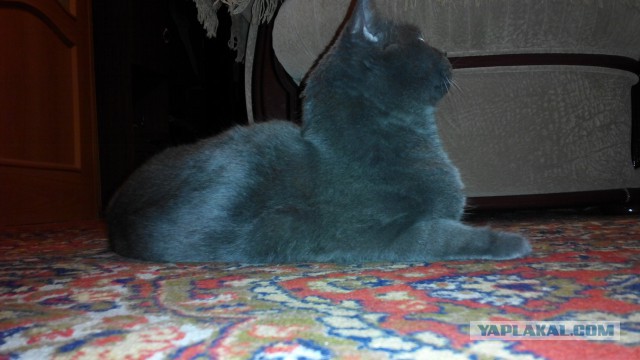 КотоВторник 26.04.2016
