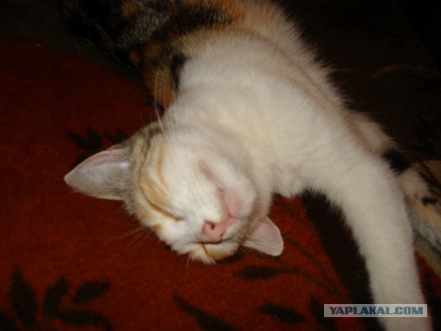 Котовторник 26.07 2016