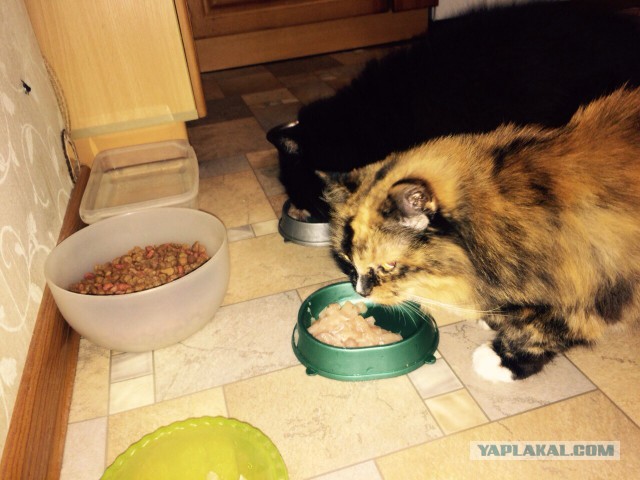 Котовторник 04.10.16