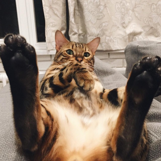 Прикольные животные