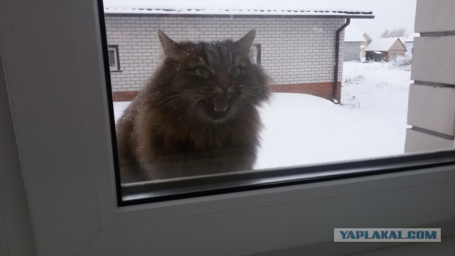 Котейки пост