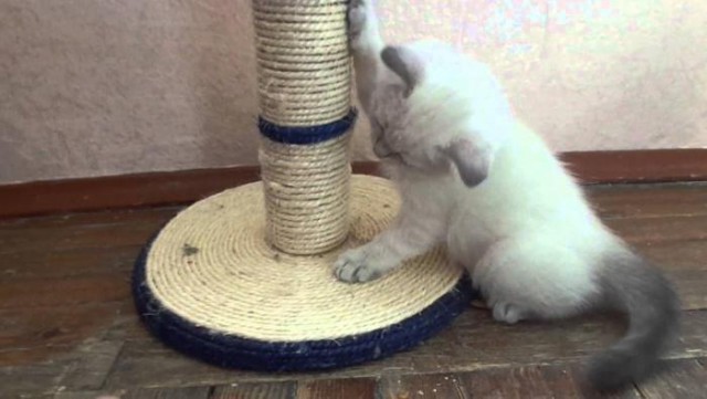 Коты из сети