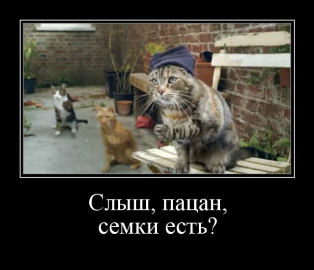 Мой кот любит ползать на спине под диваном. Фото сделали, когда он в очередной раз вылез из под дивана