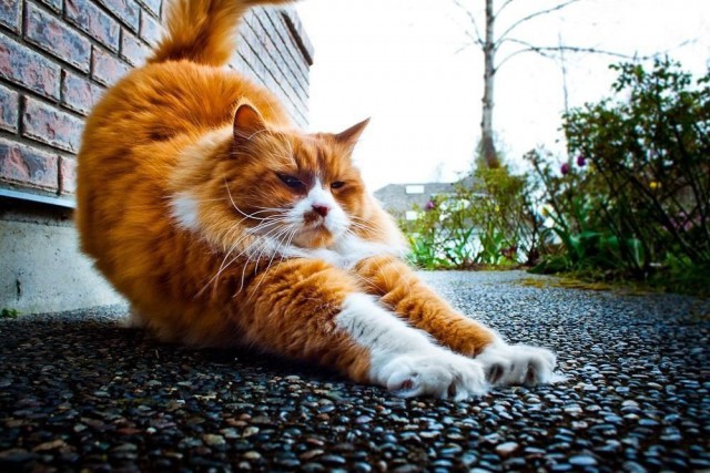 Коты и Кошки