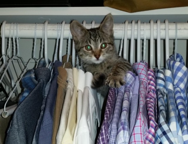 Коты и Кошки