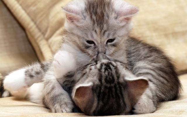 Коты и Кошки