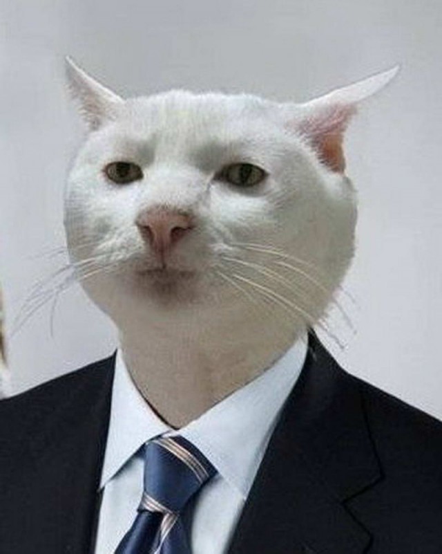 Коты и Кошки