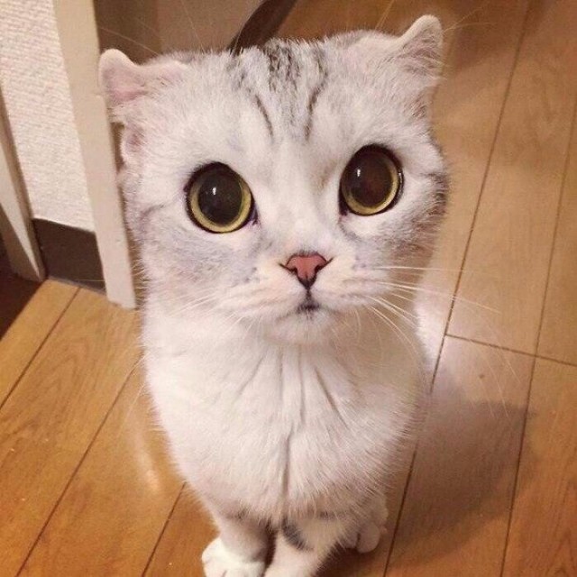 Коты и Кошки