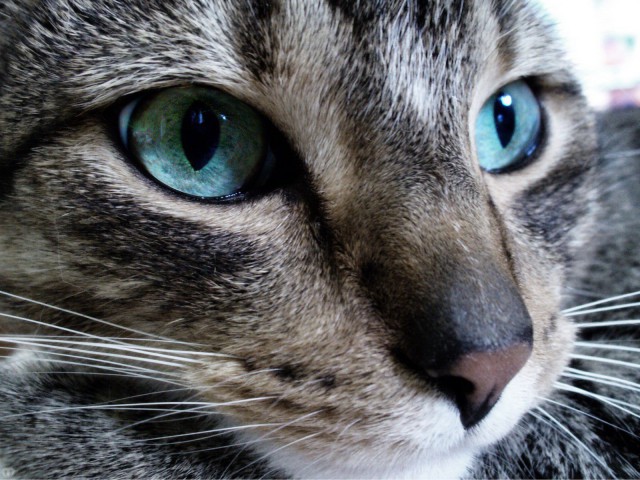 Коты и Кошки