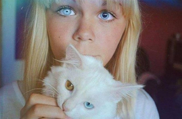 Коты и Кошки