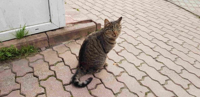 Спасение уличного кота живущего в Монреале...