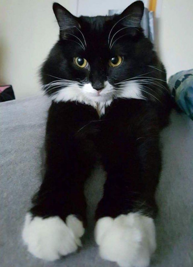 Котовторник 26.06.2018
