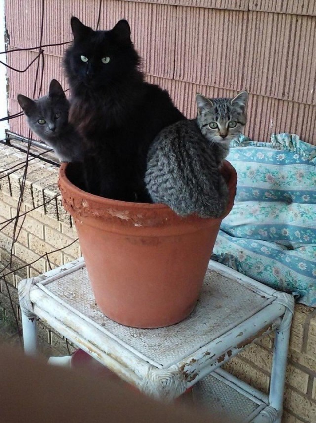 Живность из сети